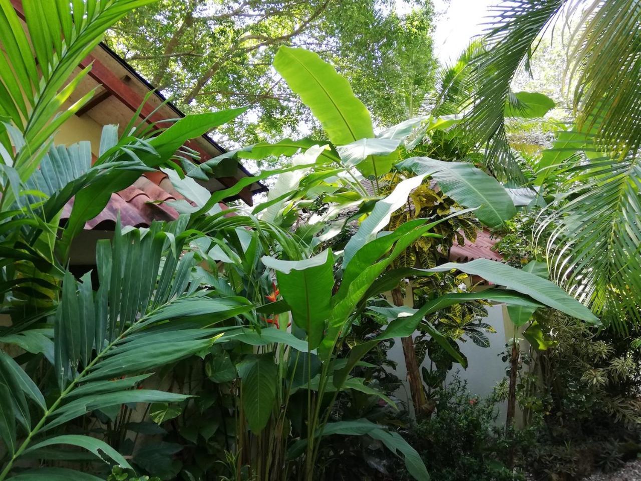 Funky Monkey Lodge Playa Santa Teresa  Exterior photo